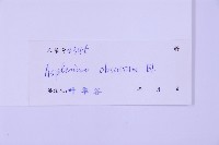 綠柄剪葉鐵角蕨藏品圖，第2張