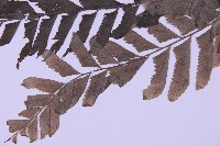 綠柄剪葉鐵角蕨藏品圖，第3張