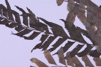 綠柄剪葉鐵角蕨藏品圖，第4張