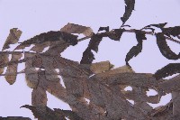 綠柄剪葉鐵角蕨藏品圖，第5張