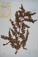 屋久複葉耳蕨藏品圖，第1張