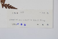 屋久複葉耳蕨藏品圖，第2張