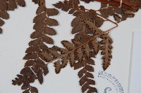 屋久複葉耳蕨藏品圖，第3張