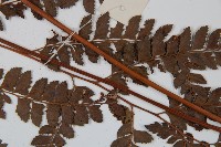 屋久複葉耳蕨藏品圖，第4張