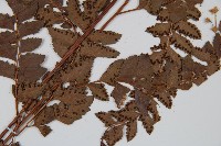 屋久複葉耳蕨藏品圖，第5張