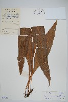 斷線蕨藏品圖，第1張