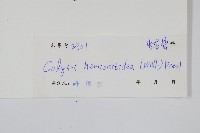 斷線蕨藏品圖，第2張