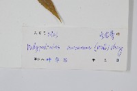 友水龍骨藏品圖，第2張