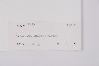 胎生鐵角蕨藏品圖，第2張