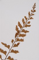 胎生鐵角蕨藏品圖，第3張