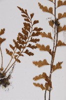 胎生鐵角蕨藏品圖，第4張