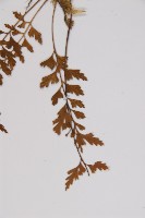 胎生鐵角蕨藏品圖，第5張