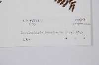 禾稈亮毛蕨藏品圖，第6張