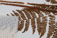 禾稈亮毛蕨藏品圖，第8張