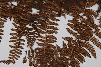 禾稈亮毛蕨藏品圖，第9張