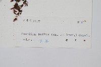 蕗蕨藏品圖，第2張