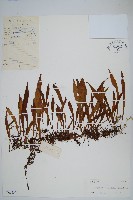 柳葉劍蕨藏品圖，第1張