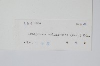 柳葉劍蕨藏品圖，第2張