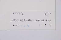 鱗軸短腸蕨藏品圖，第3張