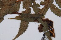 鱗軸短腸蕨藏品圖，第4張