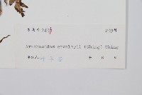 大片複葉耳蕨藏品圖，第2張