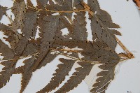 大片複葉耳蕨藏品圖，第3張