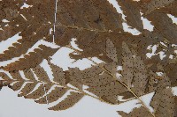 大片複葉耳蕨藏品圖，第4張