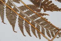 大片複葉耳蕨藏品圖，第5張