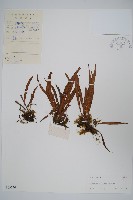 紐柄書帶蕨藏品圖，第1張