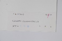 紐柄書帶蕨藏品圖，第2張