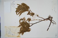 薄葉大陰地蕨藏品圖，第1張