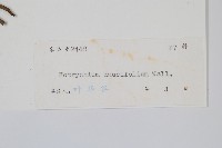 薄葉大陰地蕨藏品圖，第2張