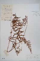 密腺副金星蕨藏品圖，第1張