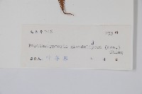 密腺副金星蕨藏品圖，第2張