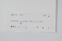 光石韋藏品圖，第2張