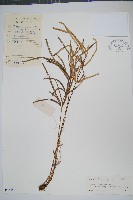 登錄號:P005544藏品圖，第1張