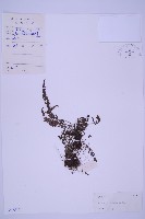 北京鐵角蕨藏品圖，第1張