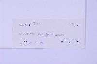 北京鐵角蕨藏品圖，第2張