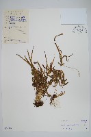 鳳尾蕨藏品圖，第1張