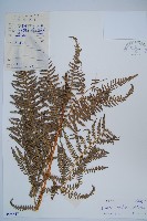 密毛蕨、巒大蕨藏品圖，第1張