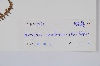 密毛蕨、巒大蕨藏品圖，第2張