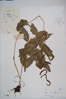 海南實蕨藏品圖，第1張