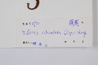 海南實蕨藏品圖，第2張