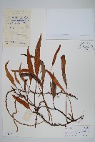 石葦藏品圖，第1張