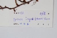 石葦藏品圖，第2張