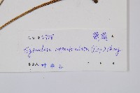 刺蕨藏品圖，第2張