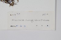 大星蕨藏品圖，第2張