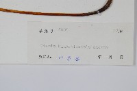 平羽鳳尾蕨藏品圖，第2張