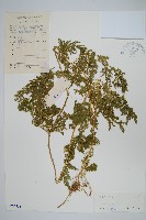 登錄號:P005553藏品圖，第1張