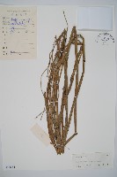 木賊藏品圖，第1張